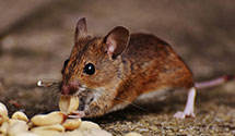 24 Hour & Emergency Exterminators in Lindsey, WI